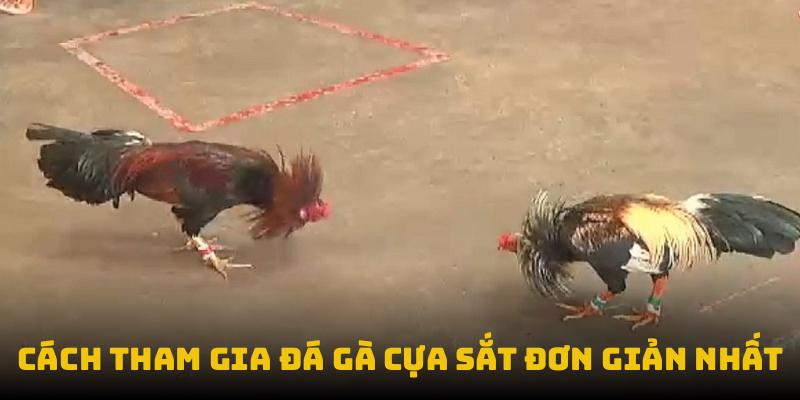 Cách tham gia đá gà cựa sắt đơn giản nhất
