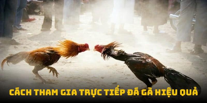 Cách tham gia trực tiếp đá gà hiệu quả
