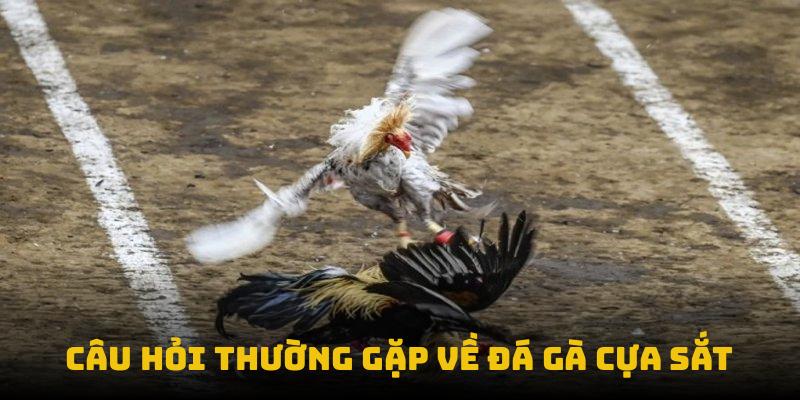 Câu hỏi thường gặp về đá gà cựa sắt