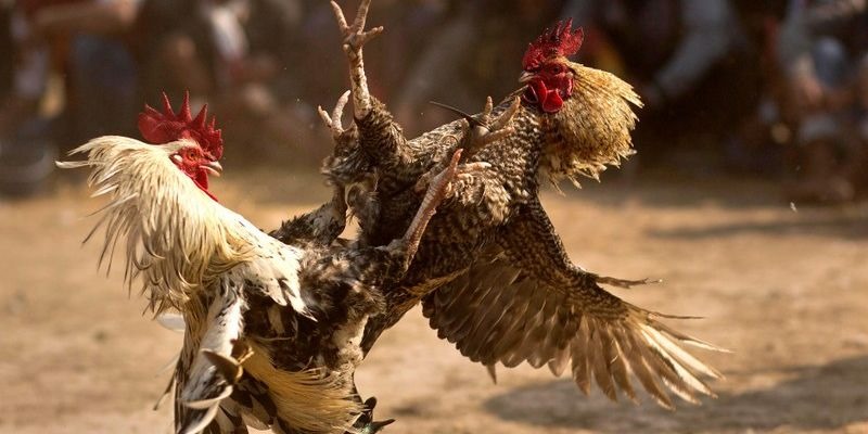 Cách tham gia đá gà chỉ với các bước rất đơn giản