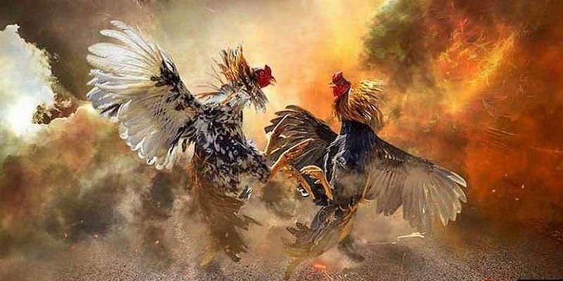 Tỷ lệ cược của hình thức đá gà rất đa dạng