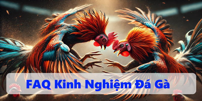FAQ giúp áp dụng kinh nghiệm đá gà hợp lý hơn