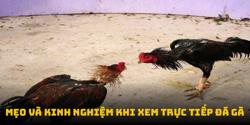 Mẹo và kinh nghiệm khi trực tiếp đá gà