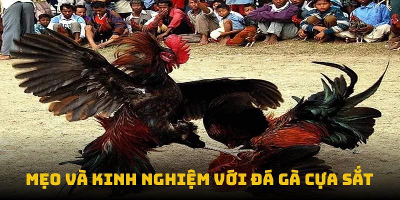 Mẹo và kinh nghiệm với đá gà cựa sắt