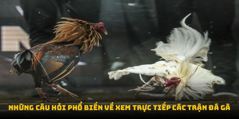 Những câu hỏi phổ biến về xem trực tiếp các trận đá gà