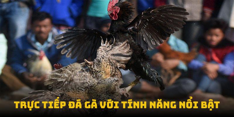 Trực tiếp đá gà với tính năng nổi bật